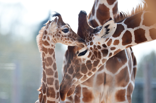 Giraffen im Odense Zoo