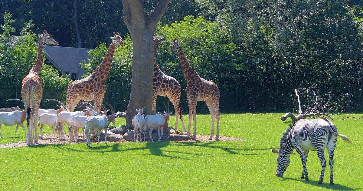 Aalborg Zoo – Erlebniszoo für die gesamte Familie