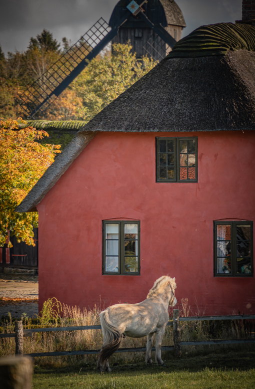 Pferd vorm Wohnhaus in Hjerl Hede